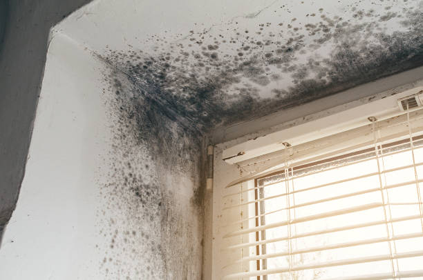 Affordable Mold Removal solutions in Onemo, VA
